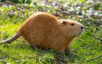 Celodenní vstup do Farmaparku Soběhrdy