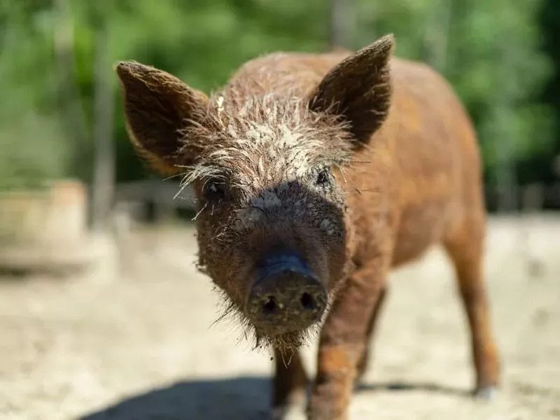 Celodenní vstup do Farmaparku Soběhrdy