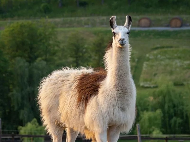 Celodenní vstup do Farmaparku Soběhrdy