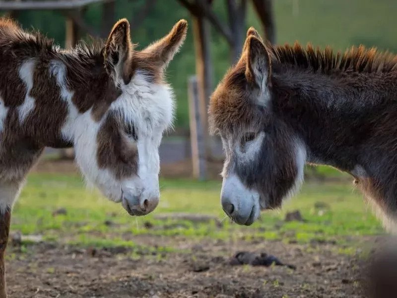 Celodenní vstup do Farmaparku Soběhrdy