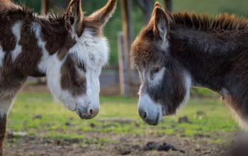 Celodenní vstup do Farmaparku Soběhrdy