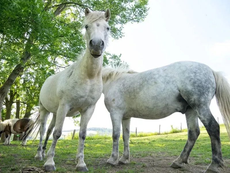 Celodenní vstup do Farmaparku Soběhrdy