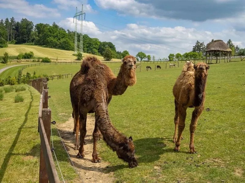 Celodenní vstup do Farmaparku Soběhrdy