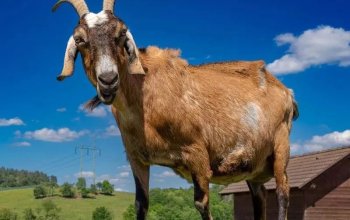 Celodenní vstup do Farmaparku Soběhrdy