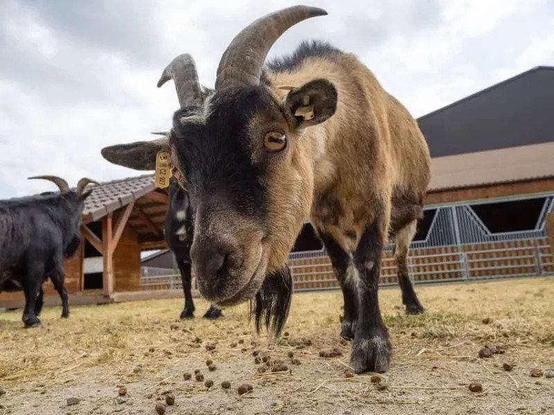 Celodenní vstup do Farmaparku Soběhrdy