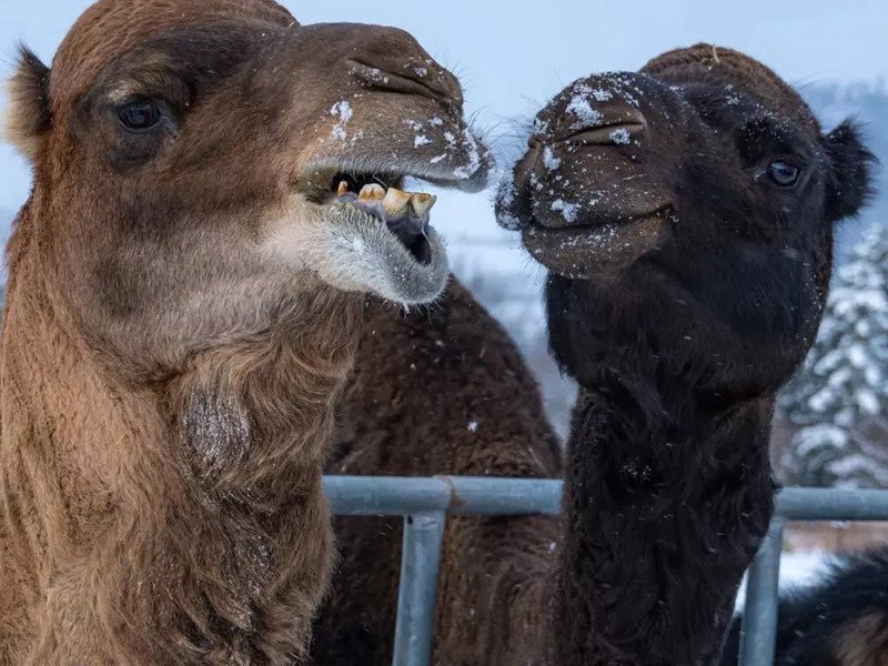 Celodenní vstup do Farmaparku Soběhrdy