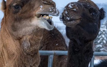 Celodenní vstup do Farmaparku Soběhrdy