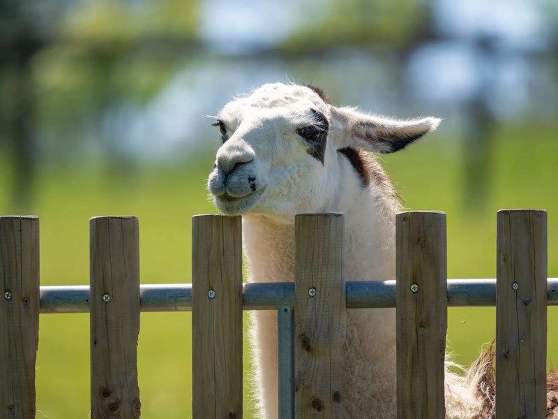 Celodenní vstup do Farmaparku Soběhrdy