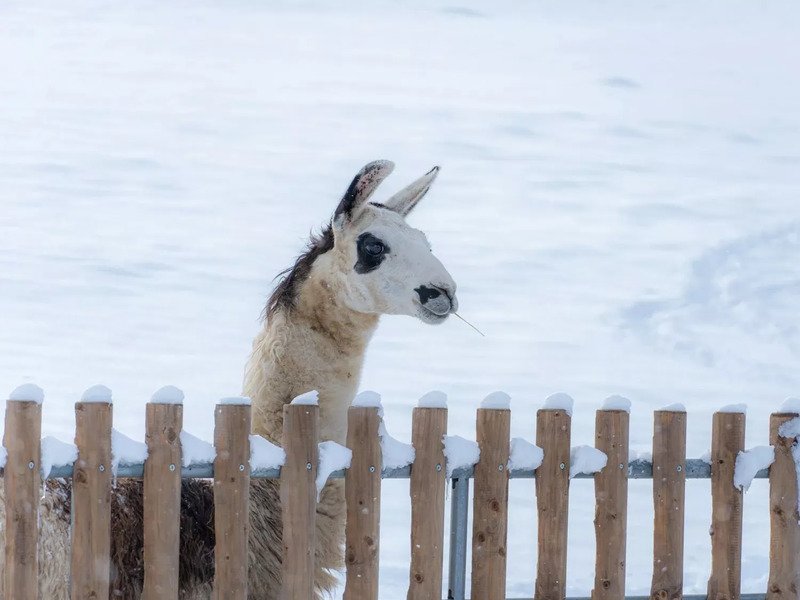 Celodenní vstup do Farmaparku Soběhrdy
