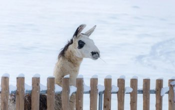 Celodenní vstup do Farmaparku Soběhrdy