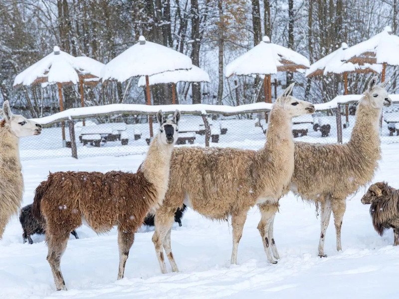 Celodenní vstup do Farmaparku Soběhrdy