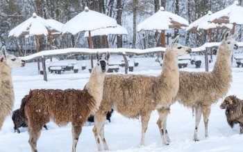 Celodenní vstup do Farmaparku Soběhrdy