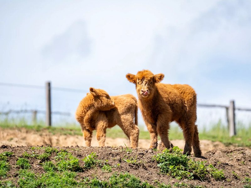 Celodenní vstup do Farmaparku Soběhrdy