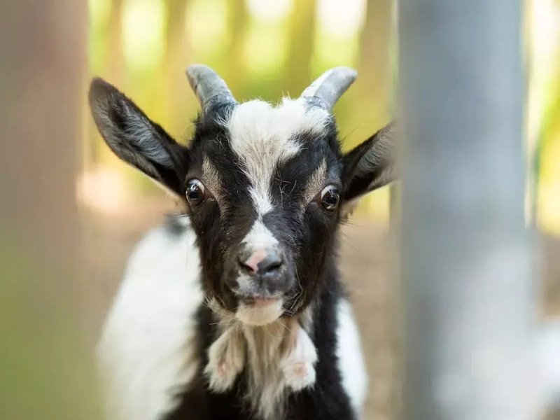 Celodenní vstup do Farmaparku Soběhrdy