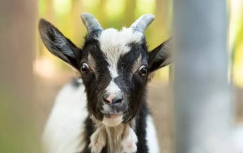 Celodenní vstup do Farmaparku Soběhrdy