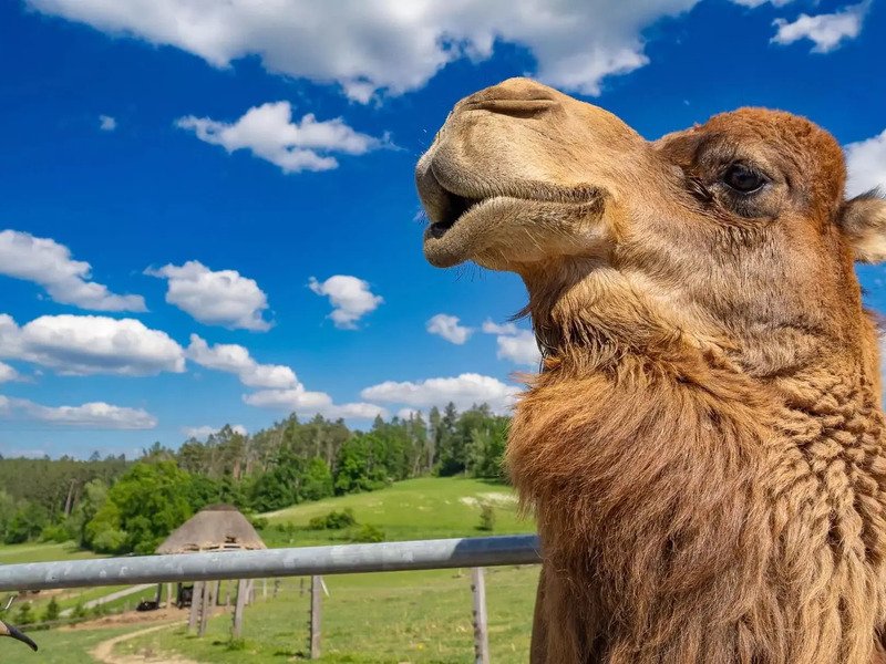 Celodenní vstup do Farmaparku Soběhrdy