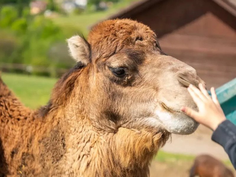 Celodenní vstup do Farmaparku Soběhrdy