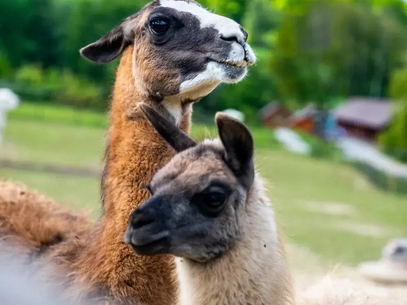 Celodenní vstup do Farmaparku Soběhrdy