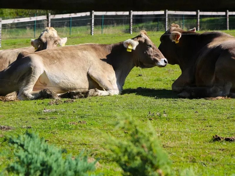 Celodenní vstup do Farmaparku Soběhrdy