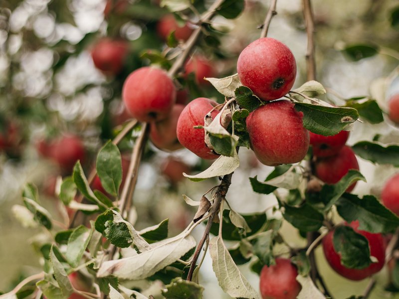 Klidný glamping pro dva mezi jabloněmi