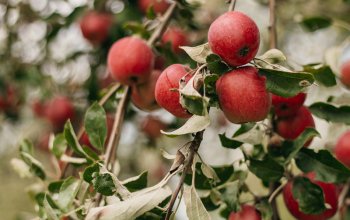 Klidný glamping pro dva mezi jabloněmi