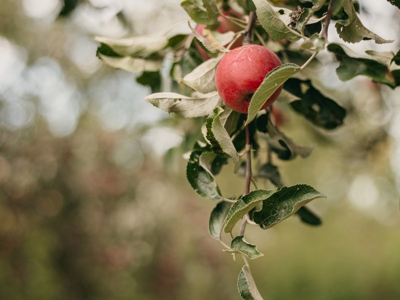 Klidný glamping pro dva mezi jabloněmi
