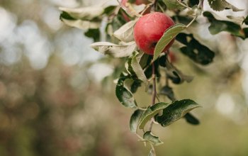 Klidný glamping pro dva mezi jabloněmi