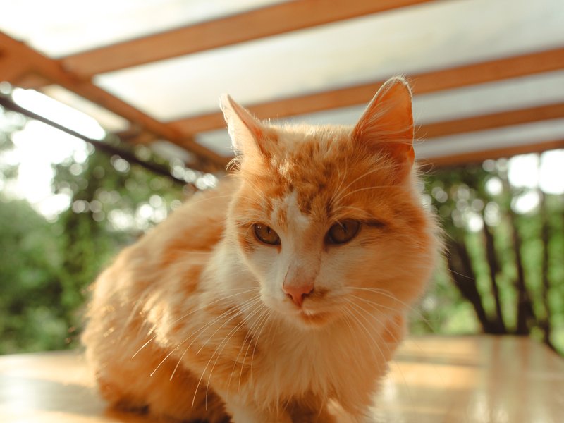 Tiny house mezi stromy v Jizerských horách