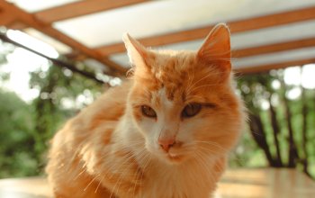 Tiny house mezi stromy v Jizerských horách