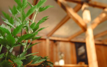 Tiny house mezi stromy v Jizerských horách