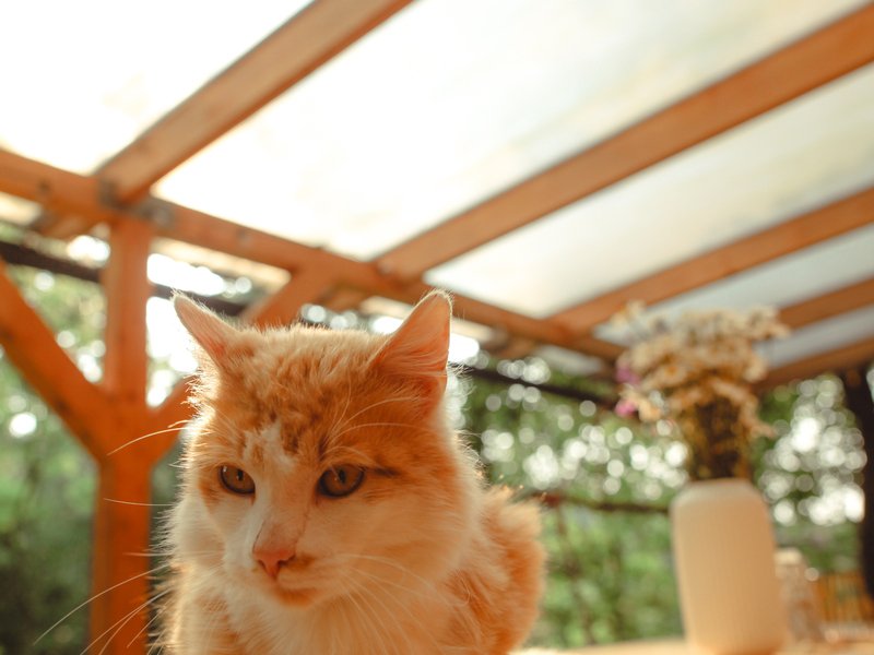 Tiny house mezi stromy v Jizerských horách