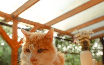 Tiny house mezi stromy v Jizerských horách