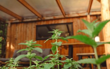 Tiny house mezi stromy v Jizerských horách