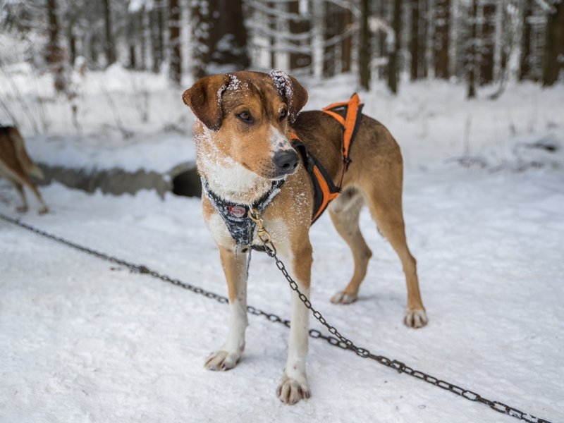 Mushing - jízda se psím spřežením