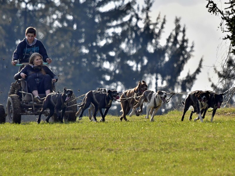 Mushing - jízda se psím spřežením