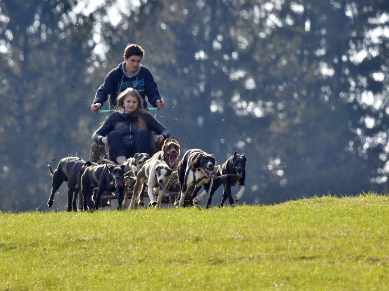 Mushing - jízda se psím spřežením