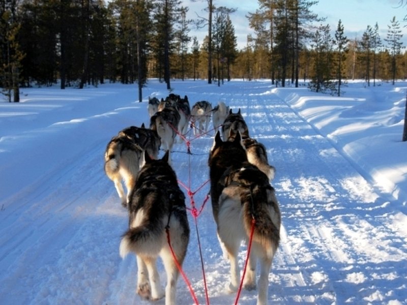 Mushing - jízda se psím spřežením