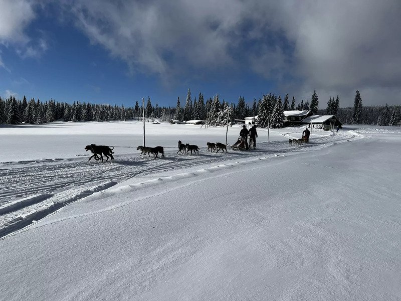 Mushing - jízda se psím spřežením