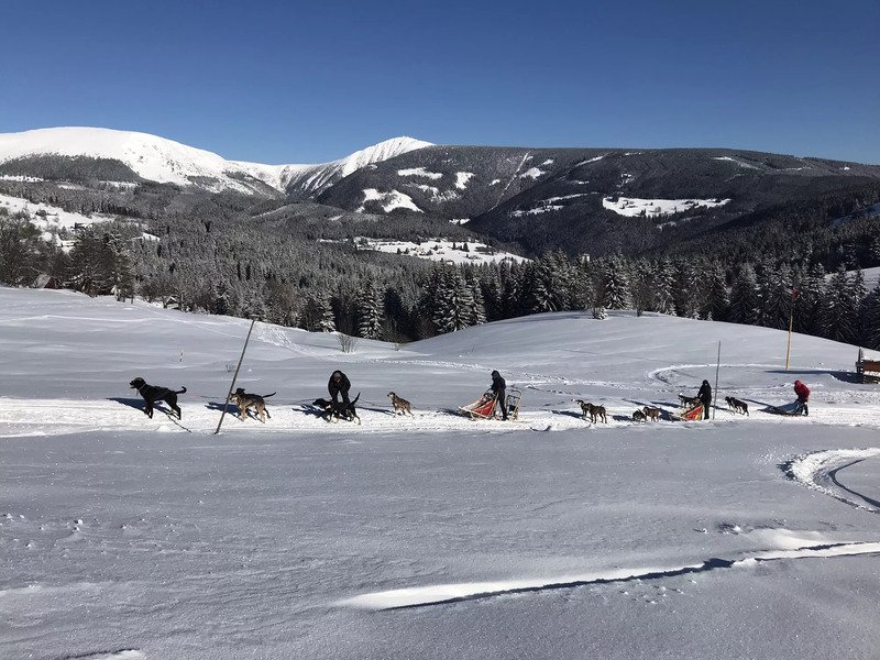 Mushing - jízda se psím spřežením