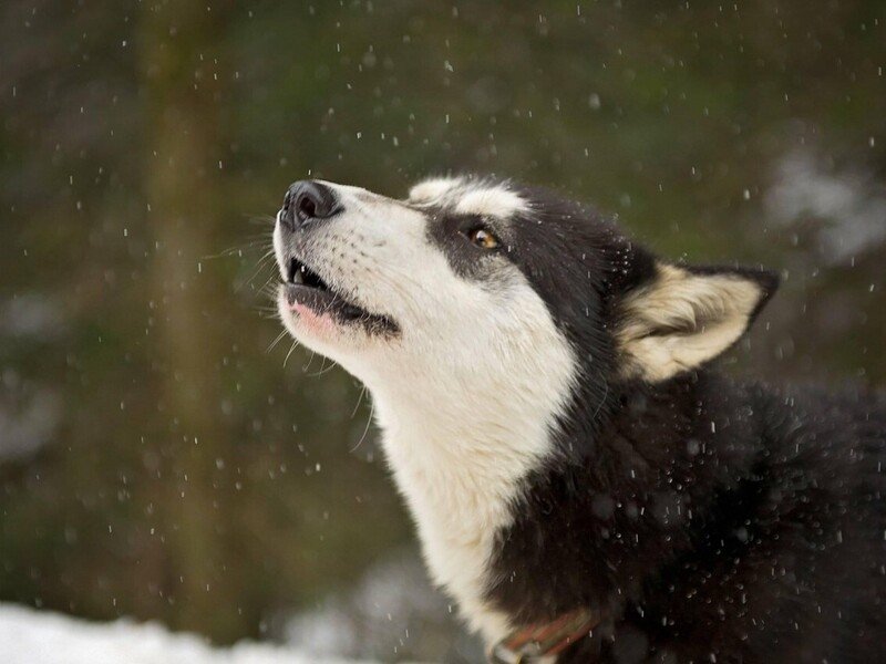 Mushing - jízda se psím spřežením