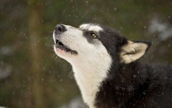 Mushing - jízda se psím spřežením