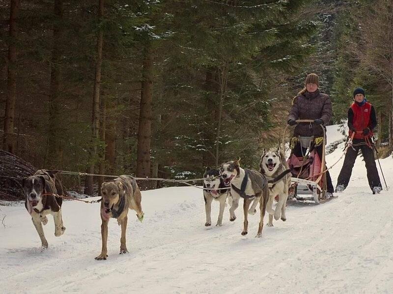 Mushing - jízda se psím spřežením