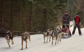 Mushing - jízda se psím spřežením