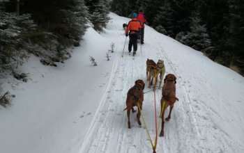Mushing - jízda se psím spřežením