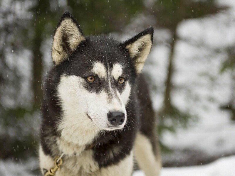 Mushing - jízda se psím spřežením