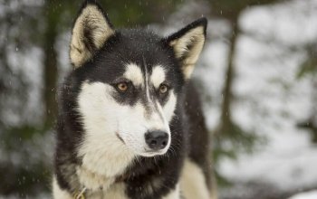 Mushing - jízda se psím spřežením