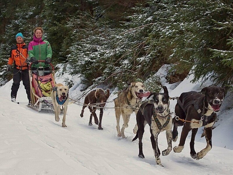 Mushing - jízda se psím spřežením