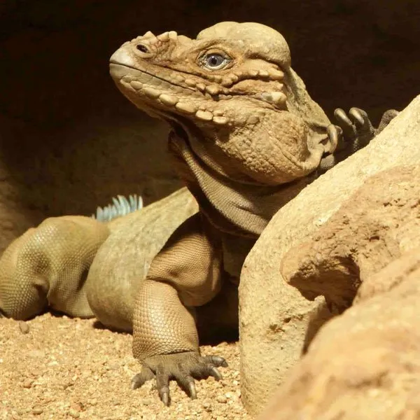 Setkání s tropickými zvířaty