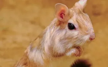 Setkání s tropickými zvířaty