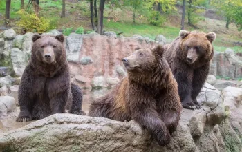 Setkání se šelmami Setkání se šelmami – dárek a zážitek